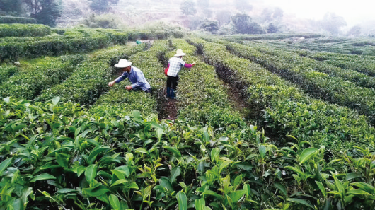     禾潤茶葉生態(tài)園茶樹長勢喜人。