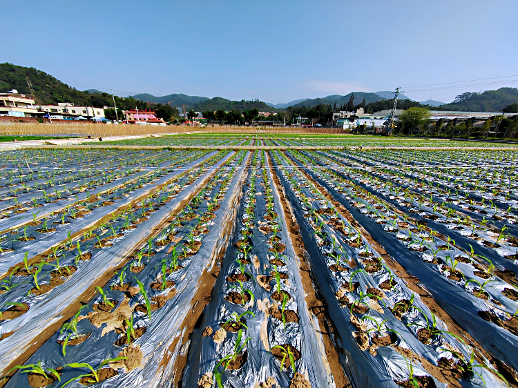 鮮食玉米新品種試驗(yàn)（攝影：湯倩）.jpg