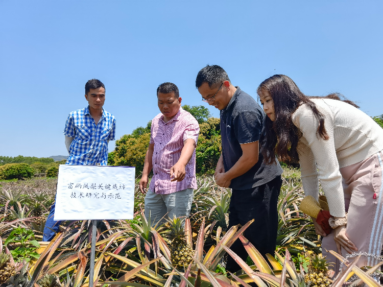 技術(shù)團(tuán)隊在察看鳳梨生長情況（攝影：楊翠紅）.jpg