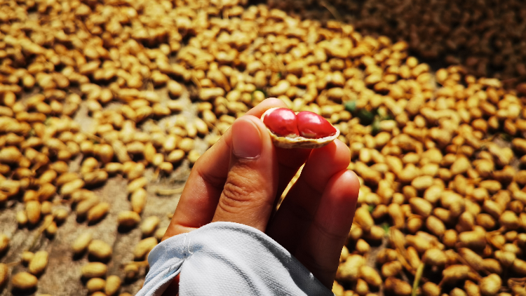 “汕油紅2號(hào)”花生品質(zhì)上乘（攝影：張婷）.jpg